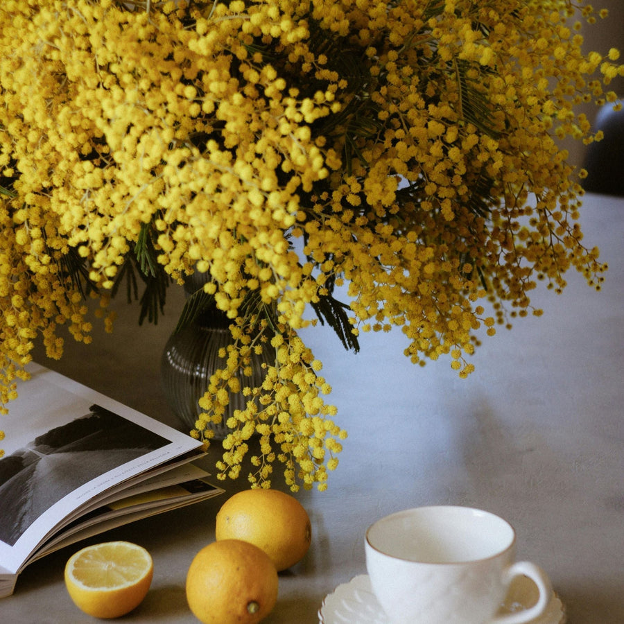 Discover Mimosa’s Charm in These Fragrances