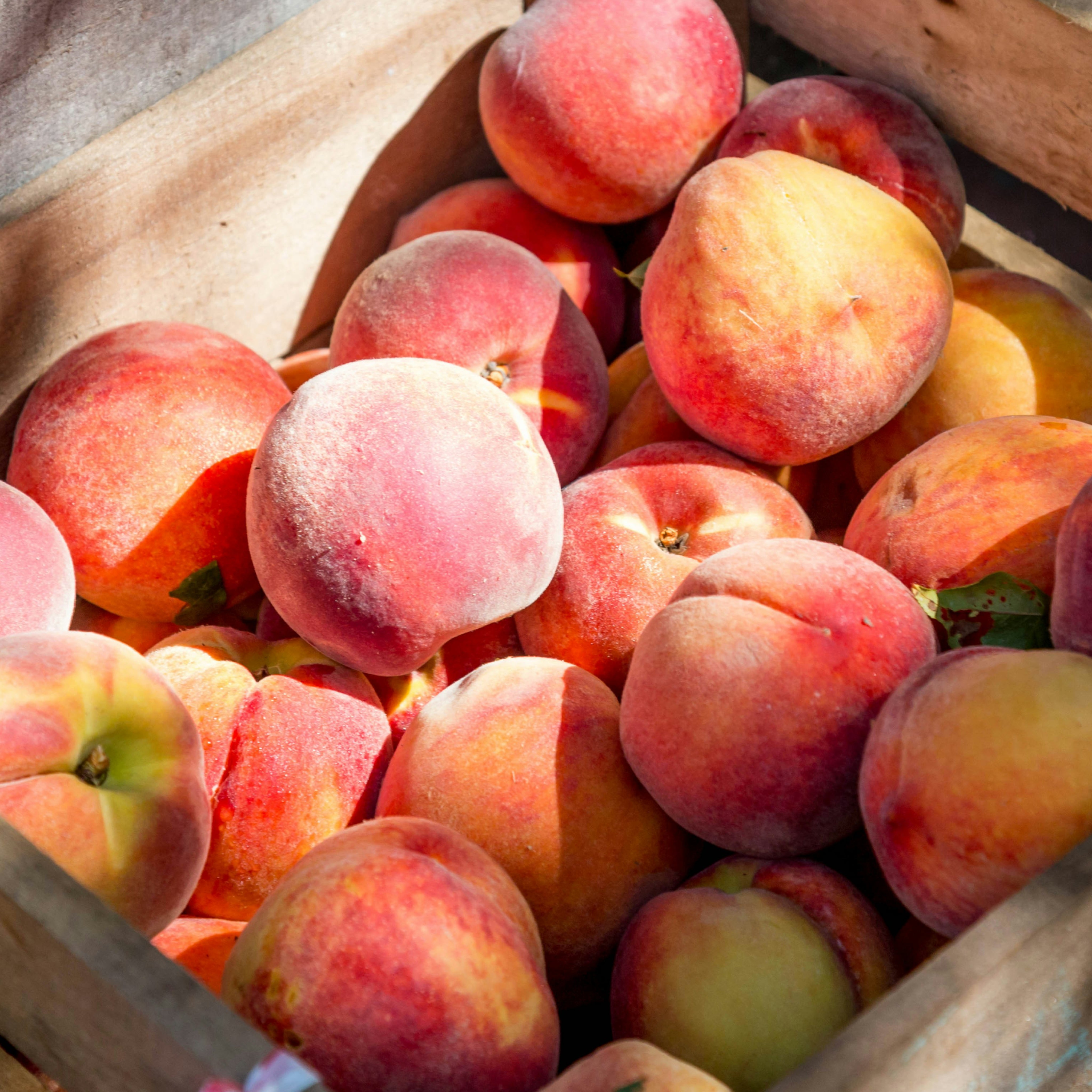 New from Fomowa: Akatsuki Melba