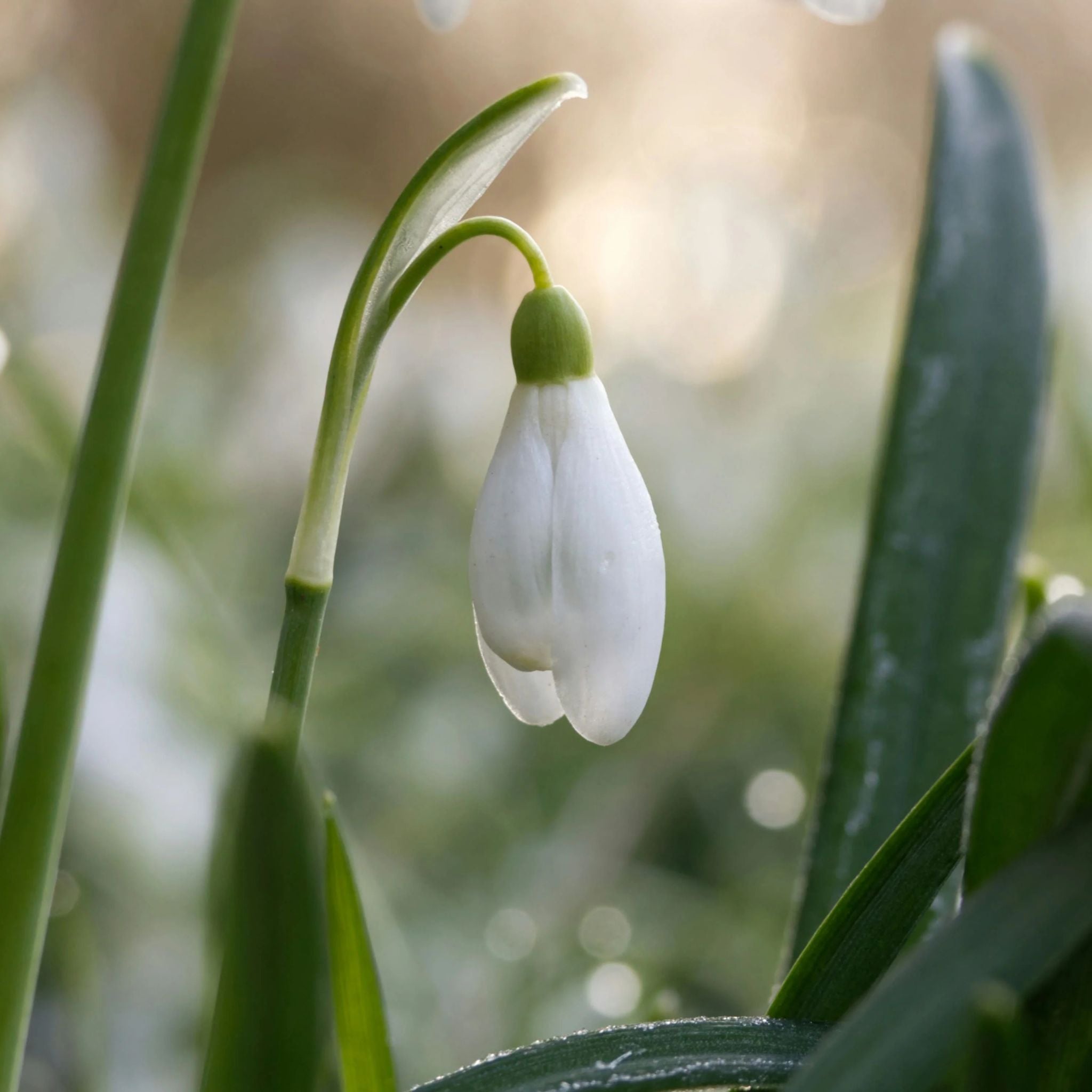 Spring Perfume Guide