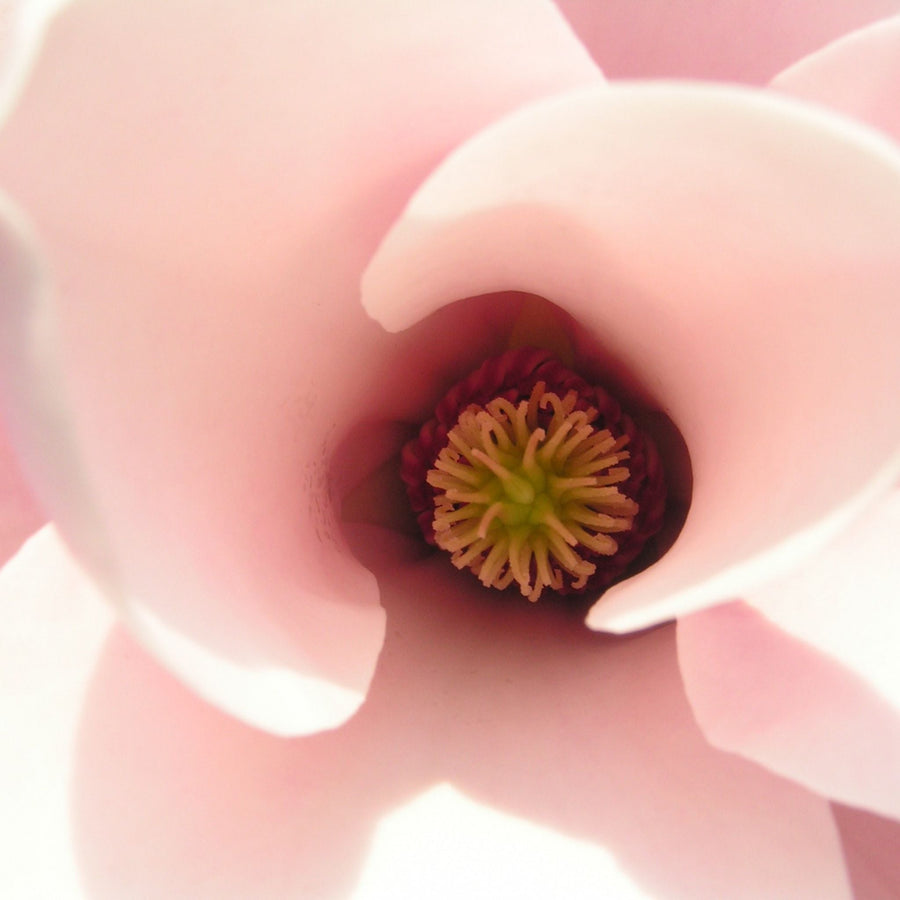 The Best Magnolia Scents Perfume Review