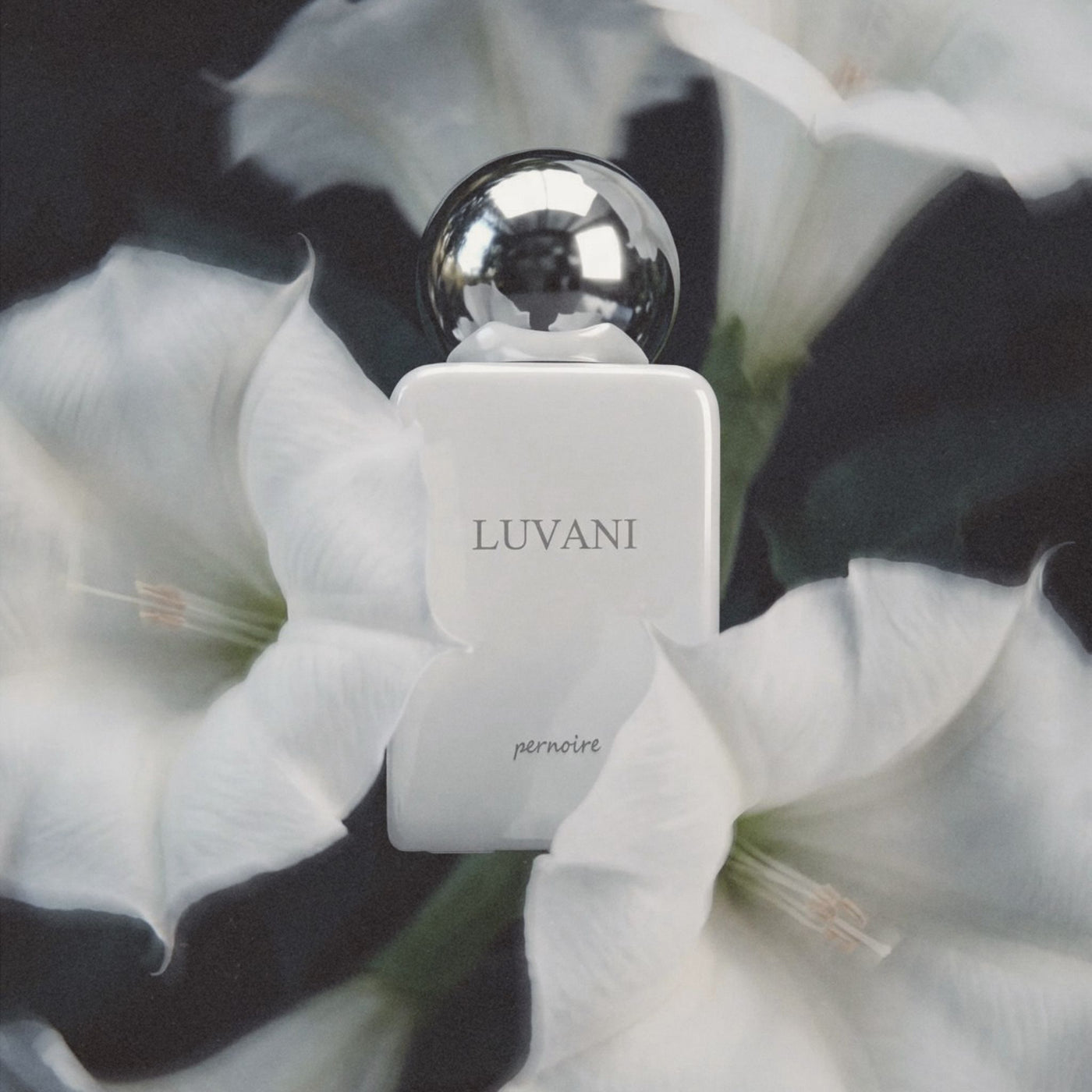 Luvani New Pernoire
